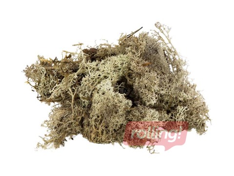 Stabilizētas sūnas, 300g, pelēkas