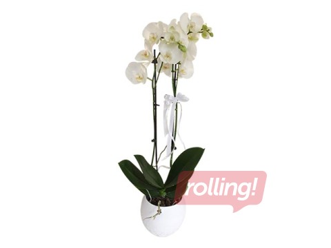 Orhideja dekoratīvā podā (augstums 60-70cm) 