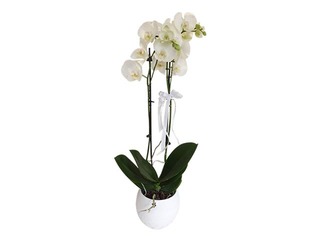 Orhideja dekoratīvā podā (augstums 60-70cm) 