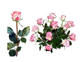 Roze 70 cm, balti rozā, 1 gab. (piegāde tikai Rīgā un Rīgas rajonā)
