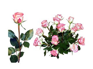 Roze 50 cm, balti rozā, 1 gab. (piegāde tikai Rīgā un Rīgas rajonā)