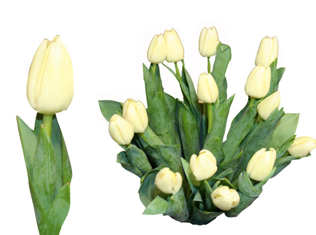 Tulpes 40-50 cm, baltas, 1 gab.