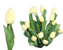 Tulpes 40-50 cm, baltas, 1 gab.