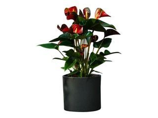 Telpaugs Anthurium dynamite red