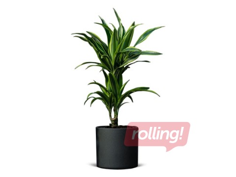 Telpaugs Dracena Lemon lime mini