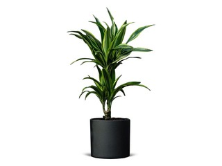 Telpaugs Dracena Lemon lime mini