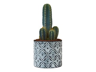 Telpaugs kaktus,  ~ 32cm