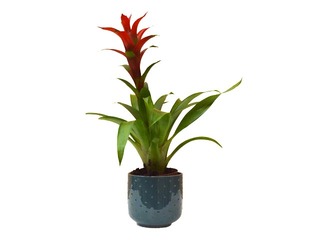 Telpaugs Guzmania,  ~ 50cm