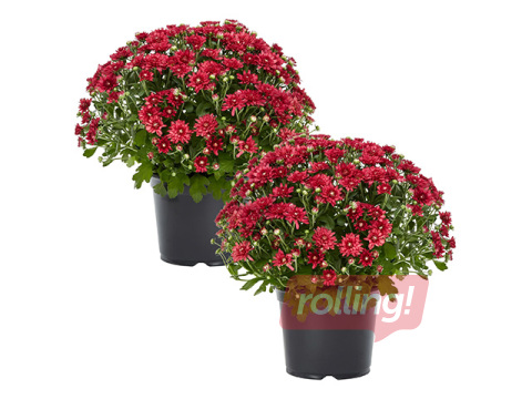 Krizantēma balta,tumši sarkana, Ø50-60cm