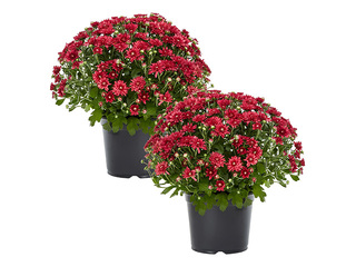 Krizantēma balta,tumši sarkana, Ø50-60cm