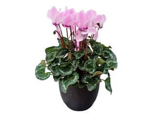 Alpu vijolīte (ciklamena), dekoratīvajā plastmasas podā, rozā, Ø10-12cm