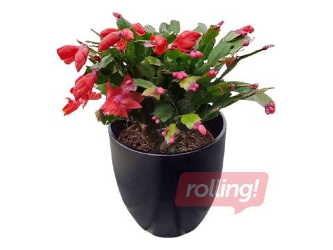 Ziemassvētku kaktuss, plastmasas podā, sarkans, Ø15-17cm