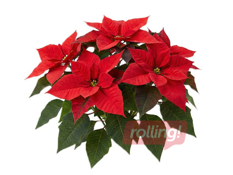 Puansetija, sarkana, Ø12cm