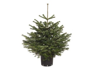 Egle podā Nordmann, Premium kvalitāte, 0,80m