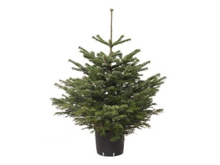 Egle podā Nordmann, Premium kvalitāte, 1,00 m