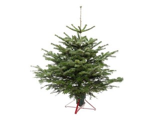 Egle griezta Nordmann, Premium kvalitāte, 1 m