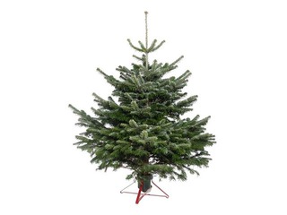 Egle griezta  Nordmann, Premium kvalitāte, 1.75 m