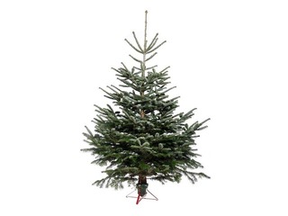 Egle griezta Nordmann, Premium kvalitāte, 2 m