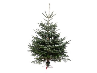 Egle griezta Nordmann, Premium kvalitāte, 2.25 m