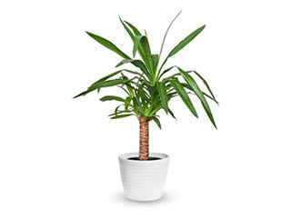 Telpaugi un mākslīgie augi