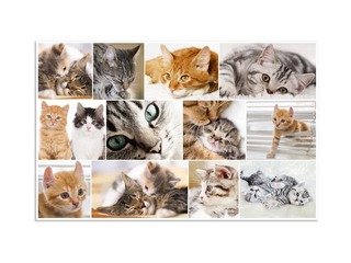 Desk pad with animals motif, 55x35cm