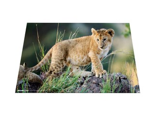 Desk pad with animals motif, 55x35cm