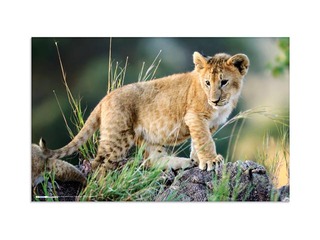 Galda segums ar dzīvnieku attēliem, 55x35cm