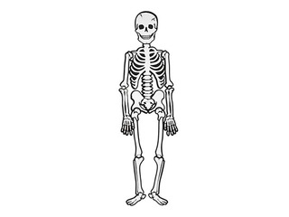 Skeleton, white, H=120cm
