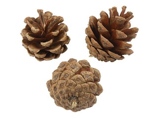 Pine cones, 500g
