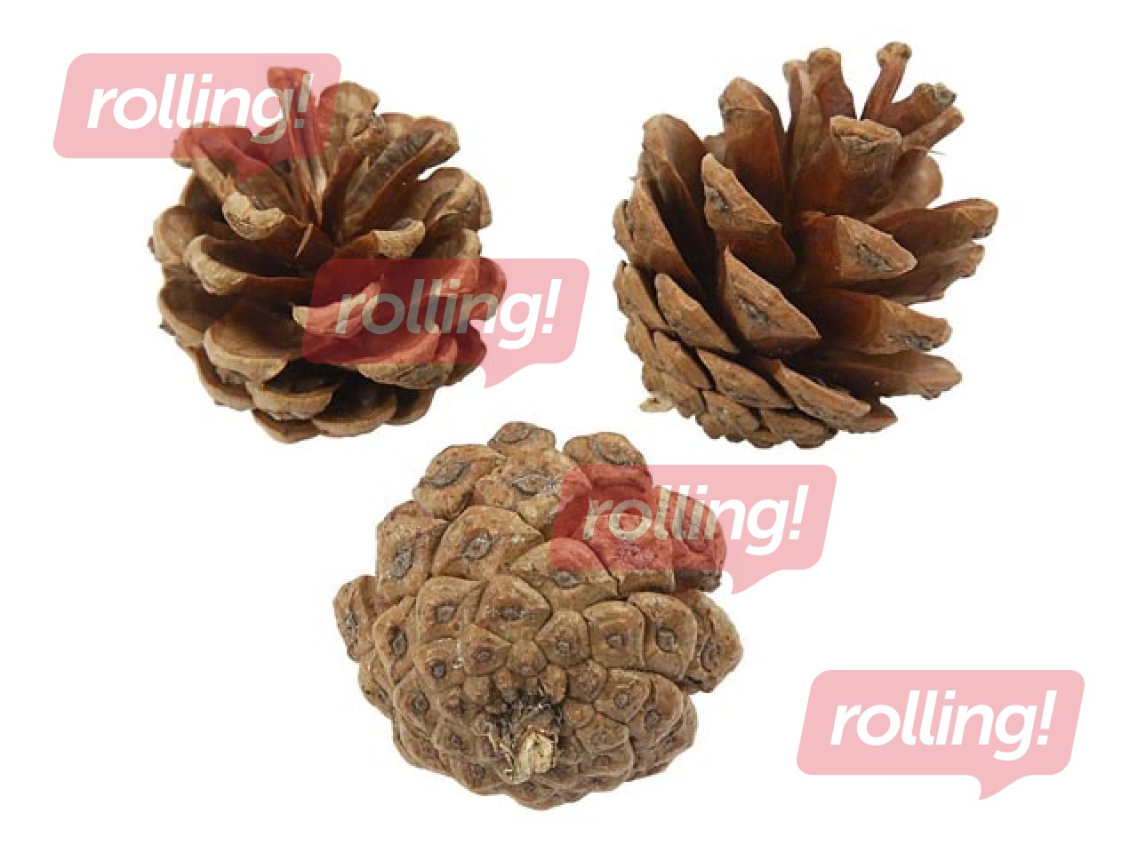 Pine cones, 500g