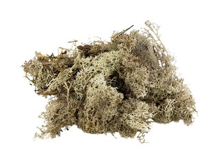 Stabilized moss, 300g, grey