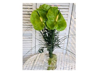 Flowers Anthuriums, 60cm, 3 pcs.