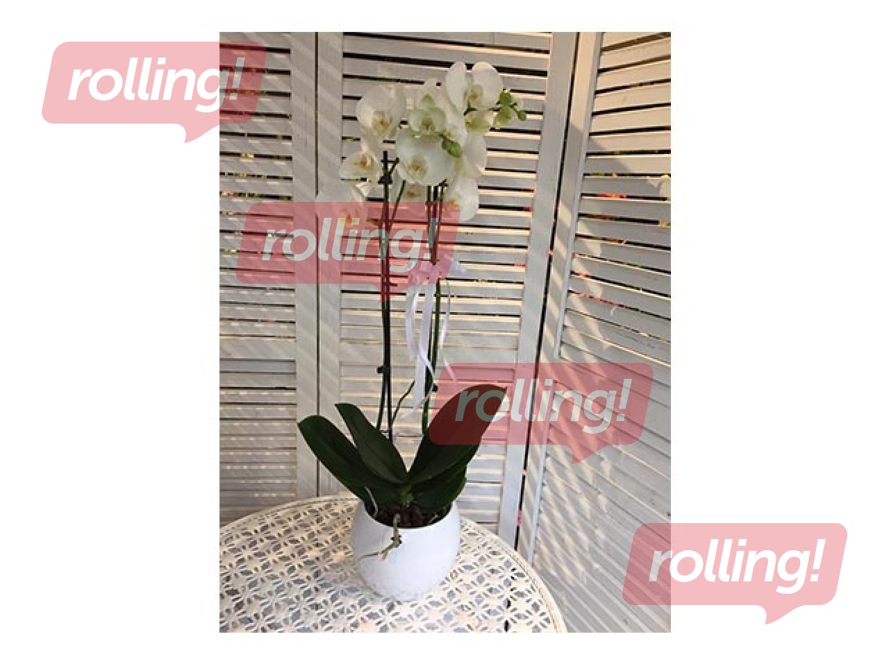 Orhideja dekoratīvā podā (augstums 60-70cm) 