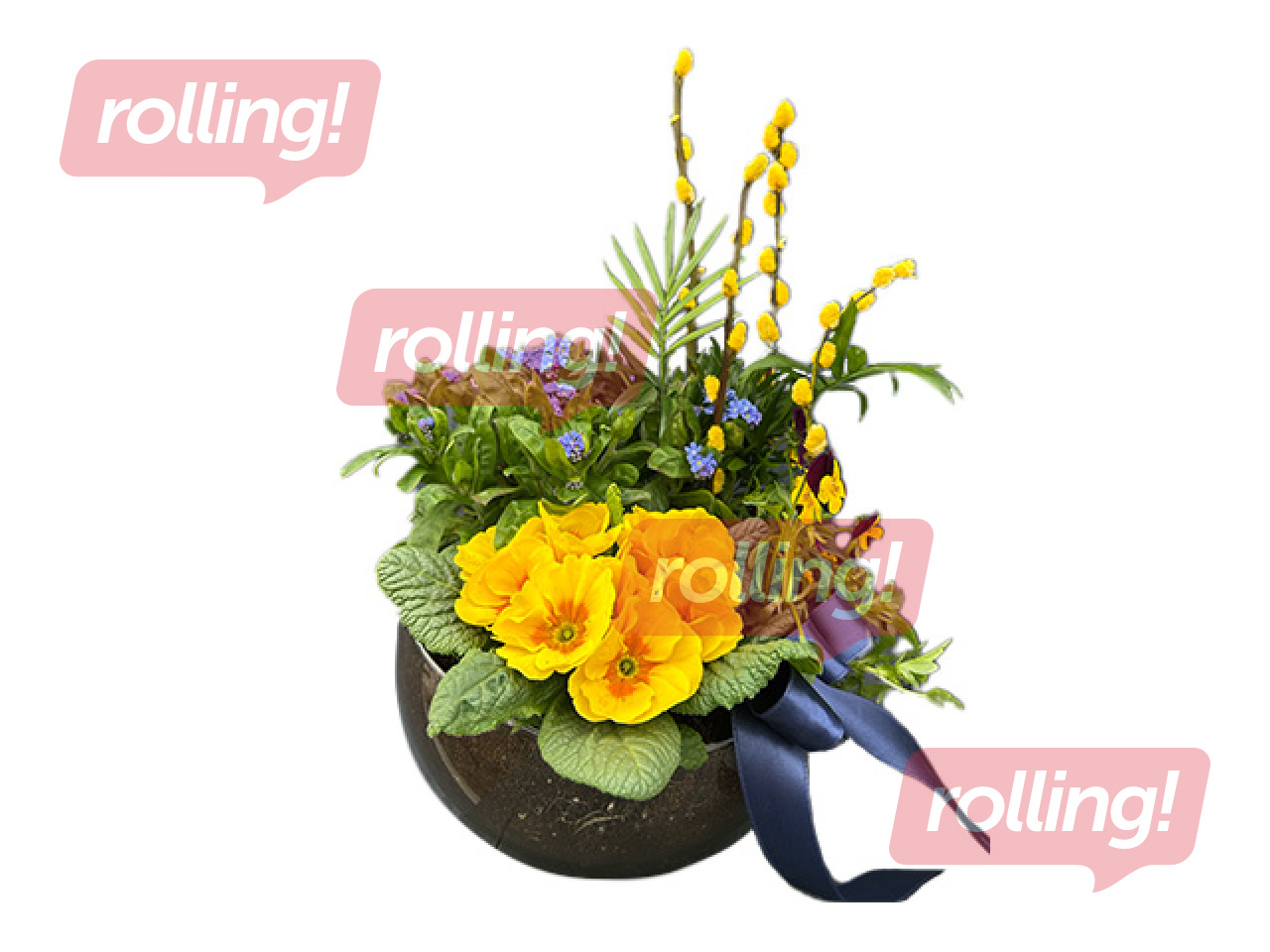 Spring arrangement in glass container