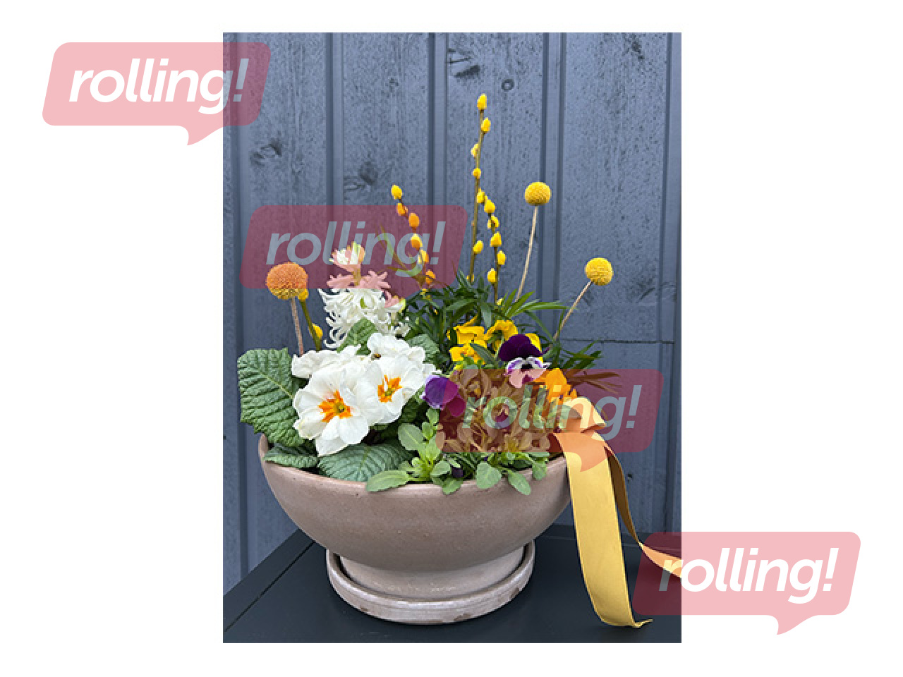 Spring composition in clay pot