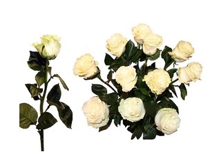 Rose 70 cm, white, 1 pc. (piegāde tikai Rīgā un Rīgas rajonā)