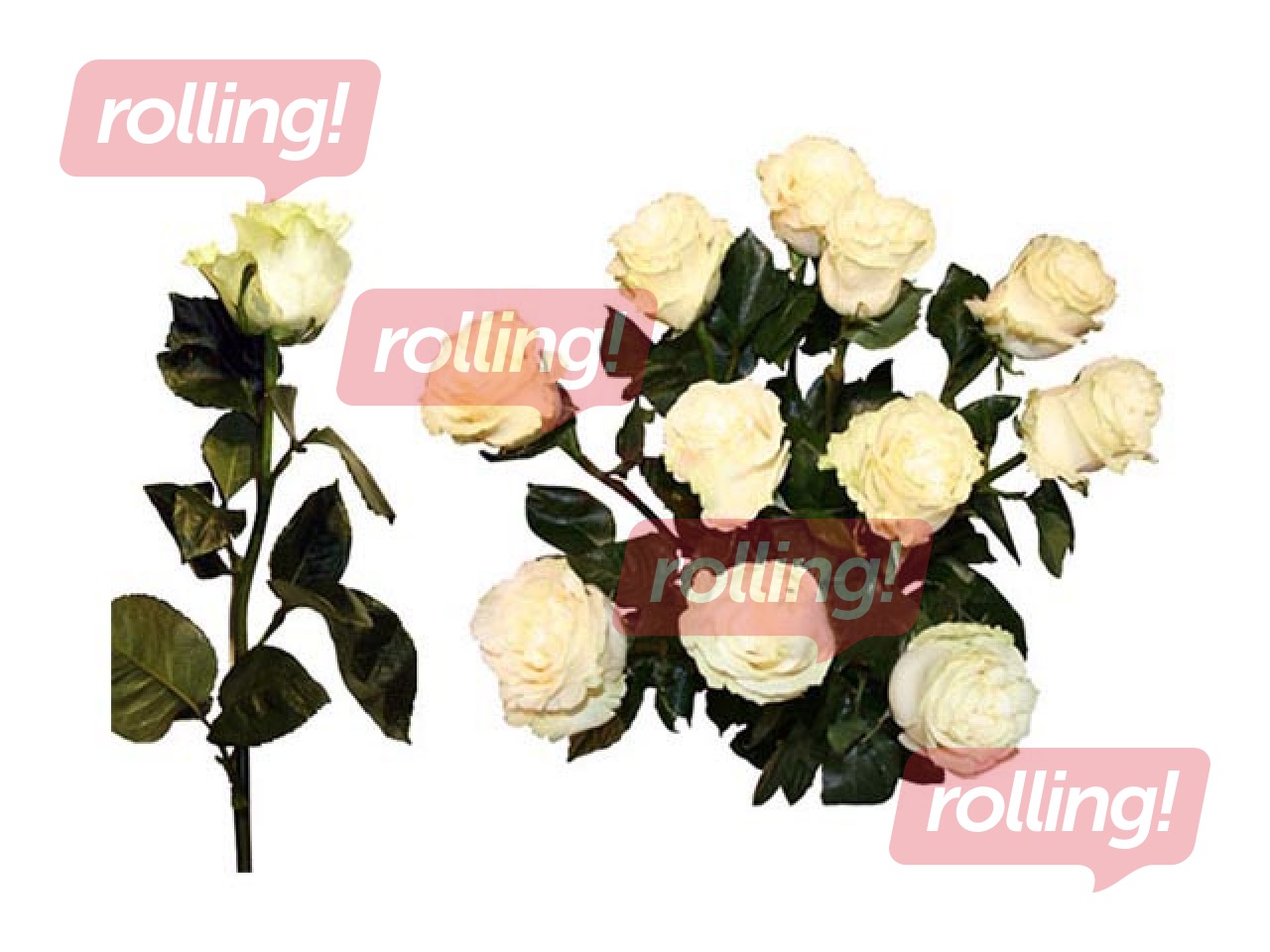 Roze 70 cm, balta, 1 gab. (piegāde tikai Rīgā un Rīgas rajonā)