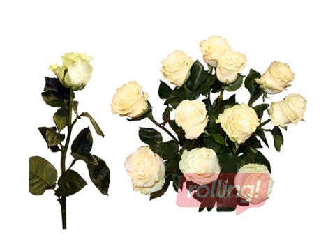 Roze 50 cm, balta, 1 gab. (piegāde tikai Rīgā un Rīgas rajonā)