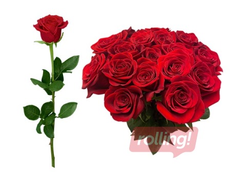 Rose 70 cm, red, 1 pcs (delivery only in Riga and Riga region)