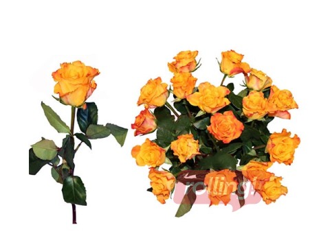 Роза 50 см, желтая, 1шт. (доставка только по Риге и Рижскому району) 