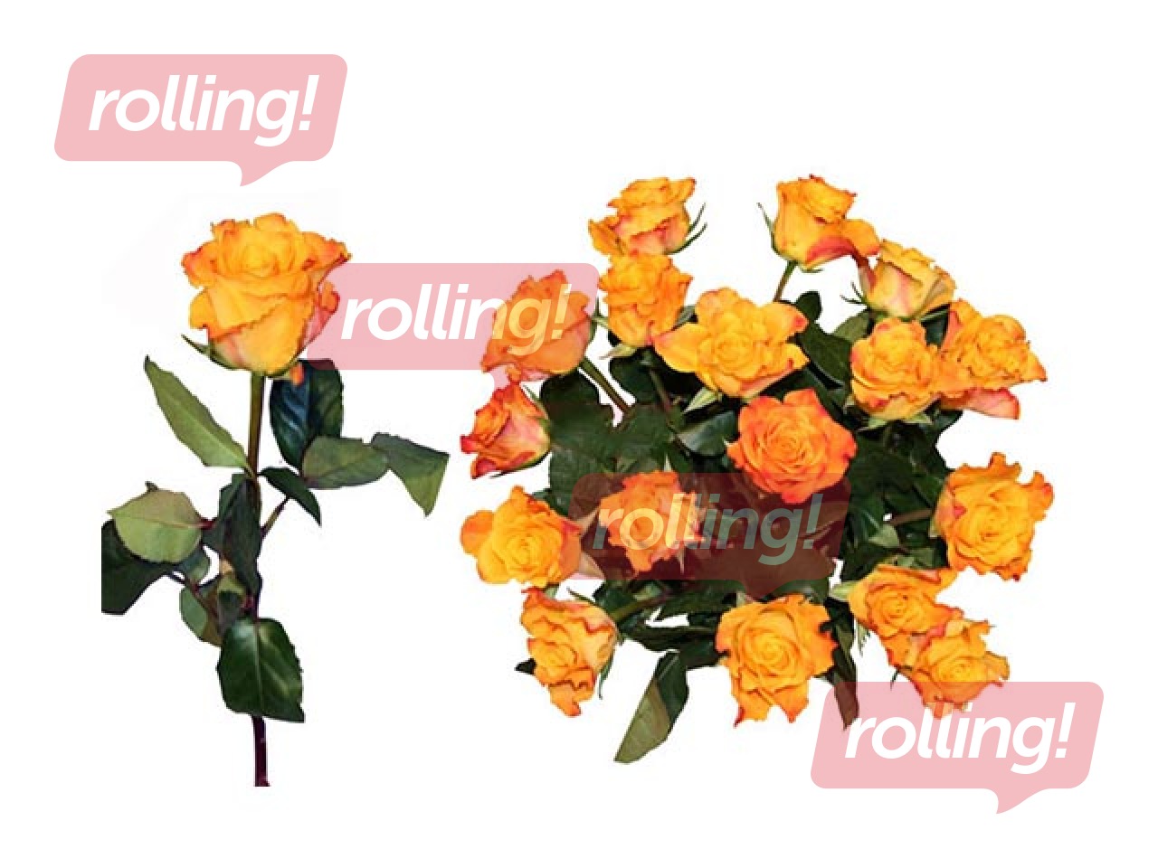 Роза 50 см, желтая, 1шт. (доставка только по Риге и Рижскому району) 