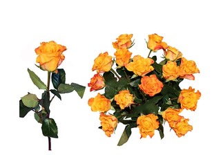 Roze 50 cm, dzeltena, 1 gab. (piegāde tikai Rīgā un Rīgas rajonā)