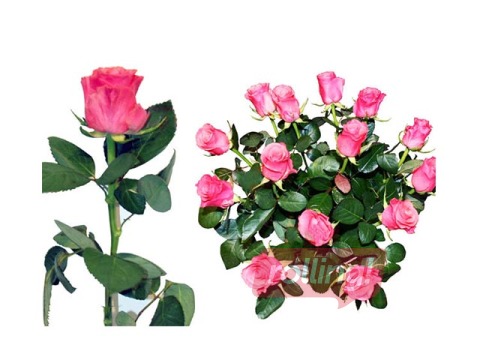 Rose 50 cm, pink, 1 pc. (delivery only in Riga and Riga region)
