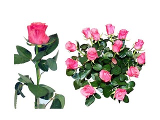 Rose 50 cm, pink, 1 pc. (delivery only in Riga and Riga region)