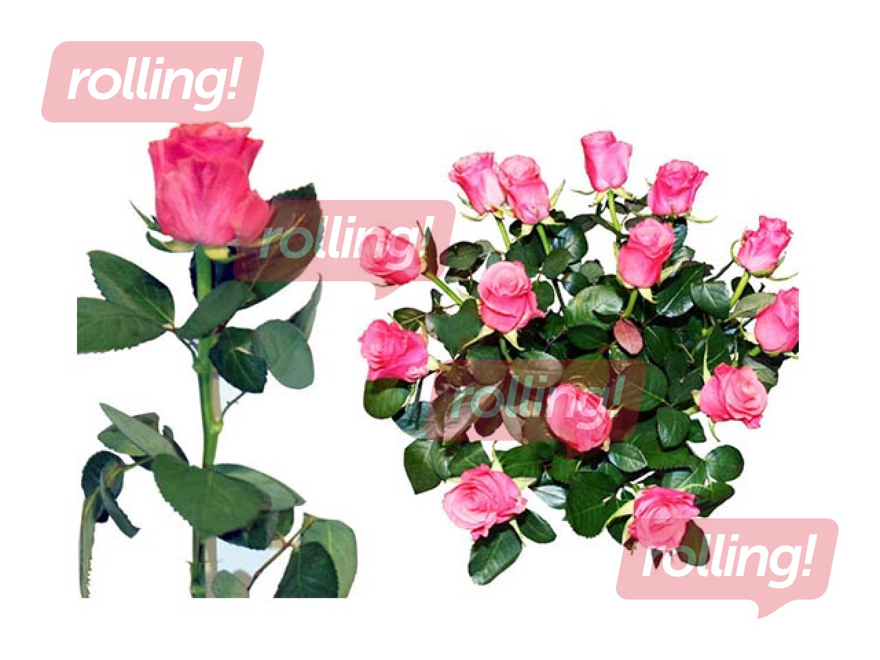 Roze 50 cm, rozā, 1gab. (piegāde tikai Rīgā un Rīgas rajonā)