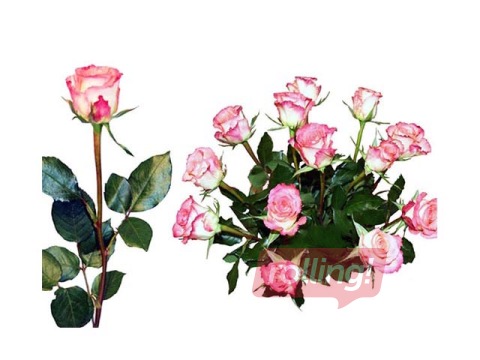 Rose 70 cm, rosy white, 1 pc. (delivery only in Riga and Riga region)