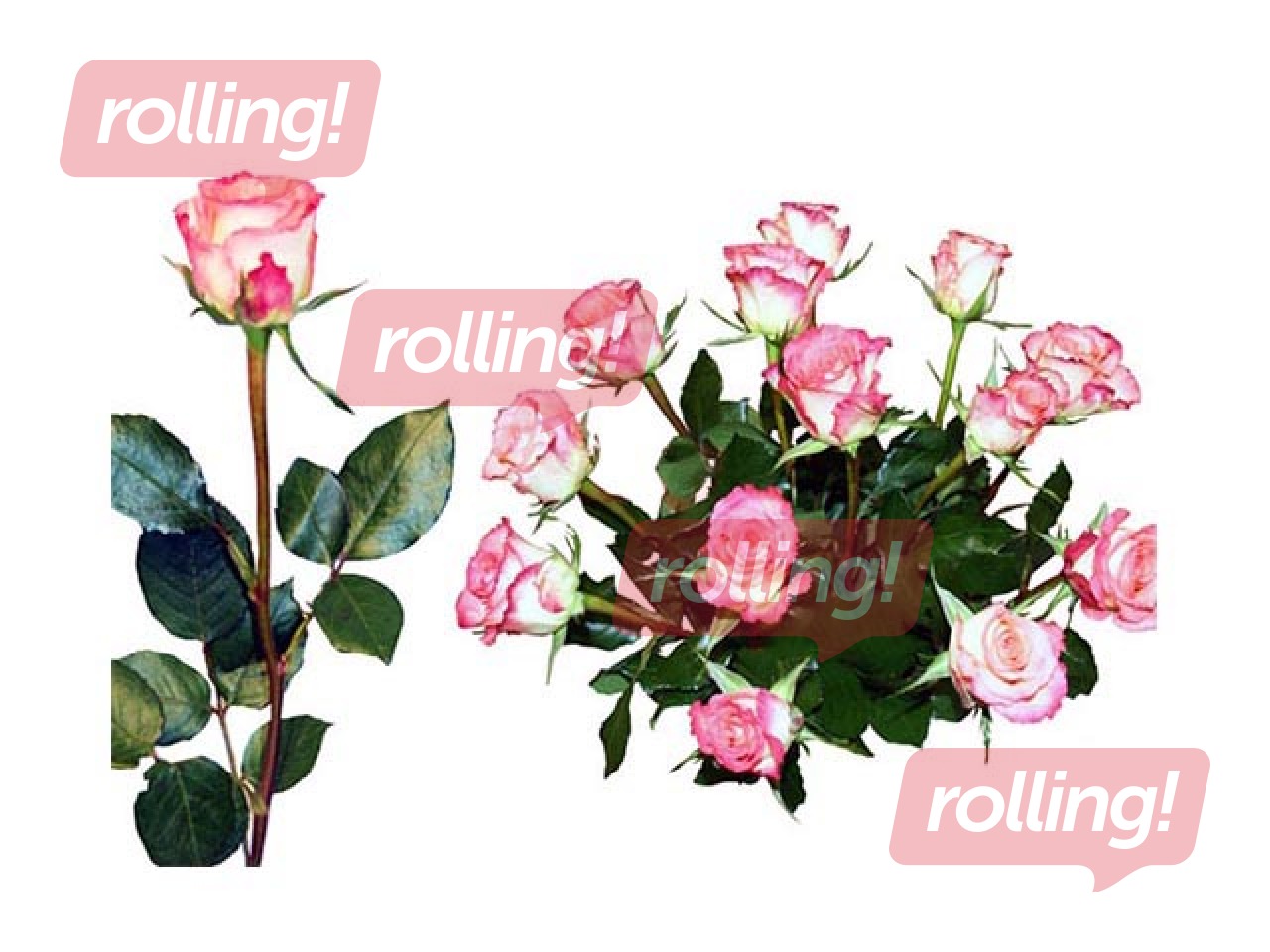 Roze 70 cm, balti rozā, 1 gab. (piegāde tikai Rīgā un Rīgas rajonā)