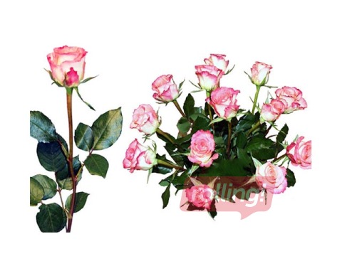 Rose 50 cm, rosy white, 1 pc. (delivery only in Riga and Riga region)