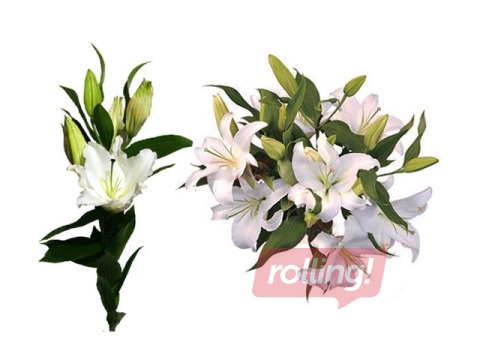 Lilija 70 cm, balta, 1 gab. (piegāde tikai Rīgā un Rīgas rajonā)