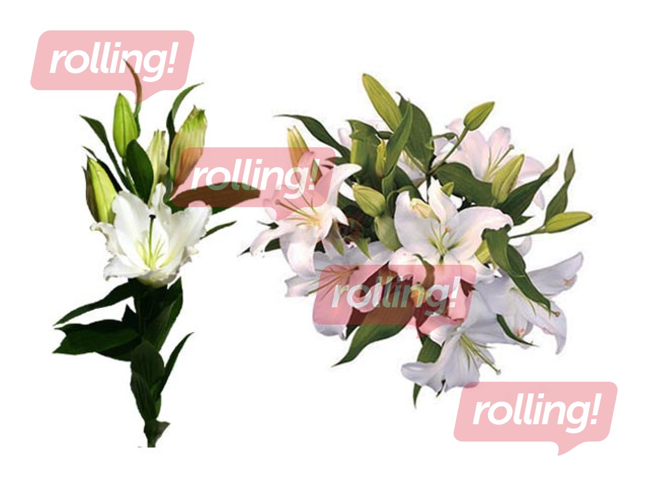 Лилия 70 см, белая, 1 шт. (доставка только по Риге и Рижскому району) 